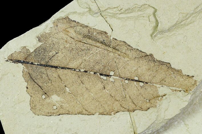 Partial Fossil Leaf - Green River Formation #109662
